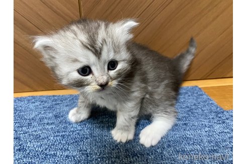 成約済の千葉県のサイベリアン-72553の16枚目